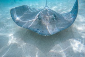Ein Rochen schwimmt über die Sandbank von Stingray City.