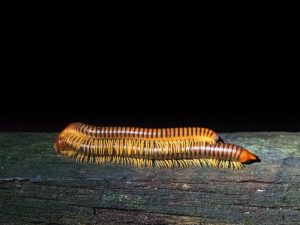Gliederfüßer bei der Paarung nachts im Dschungel Borneos