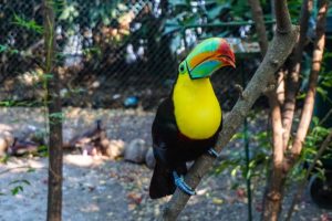 Ein Tukan sitzt auf einem Ast im Park von Cartagena.