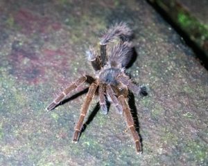 Große Vogelspinne mit haarigen Beinen bei Nacht auf der Tour