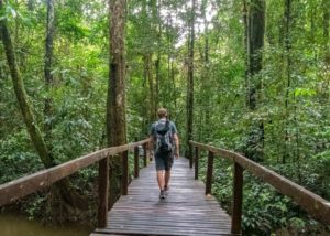 Steffen läuft über einen Holzweg durch die hohen Bäume des Regenwaldes