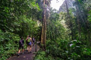 Ein Weg verläuft durch den Regenwald im Mulu Nationalpark