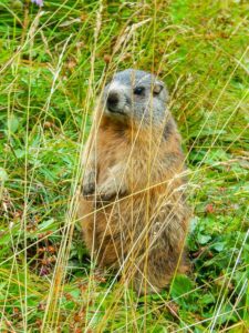 Ein Murmeltier steht auf dem Feldkogel im Gras.