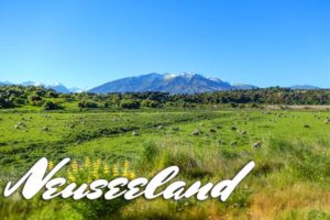 Grüne Wiesen mit Schafen vor dem Hintergrund der Berge in Neuseeland.