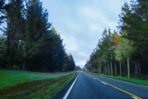 EIne Straße geht gerade duch einen schönen Wald.