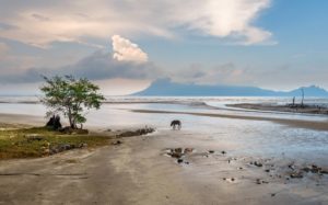 Die Landschaft im Bako Nationalpark ist ruhig und friedlich.