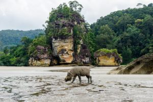 Ein Bartschein läuft über den Strand des Bako Nationalparks.