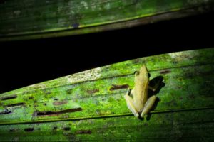Ein kleiner grüner Frosch sitzt in der Nacht auf einem großen Blatt.