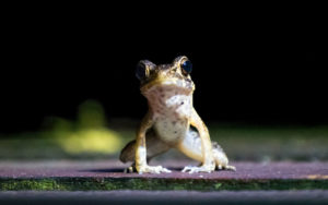 Ein Frosch sitzt in der Nacht auf einem Balken in Borneo.