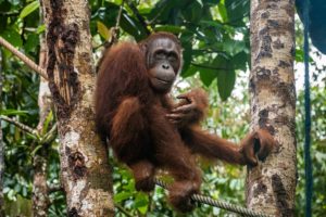 Ein Orang-Utan sitzt in Borneo auf einem Baum.