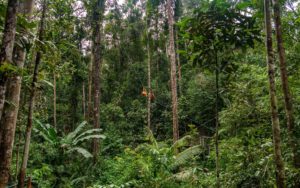 Zwei Orang-Utans hangeln sich durch den Urwald von Borneo.