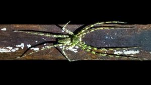Eine grüne Spinne sitzt auf einem Handlauf im Regenwald von Borneo.