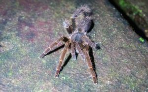 Eine Vogelspinne sitzt in Borneo im Wald.