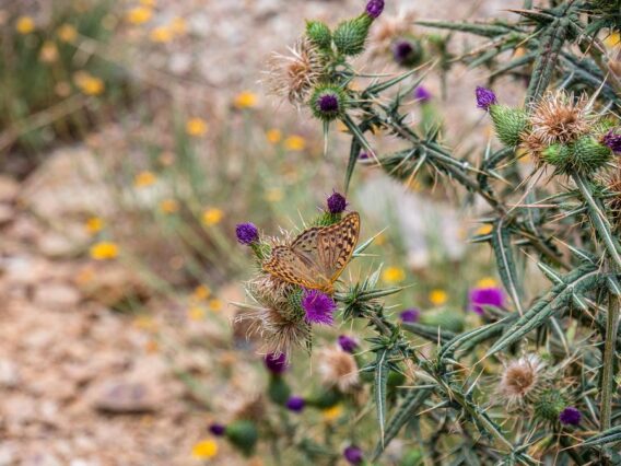 Ein hübscher Falter sitzt auf einer Distel am Wegesrand