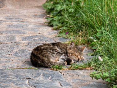 Hier wohnt eine Katzenfamilie, die sogar ein eigenes Häuschen im Garten hat