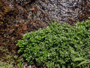 Wasserkresse ist sehr lecker und gesund