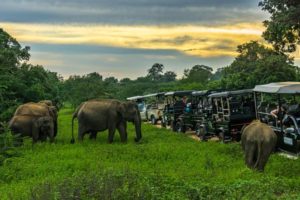 Safari im Udawalawe Nationalpark – Elefanten hautnah erleben