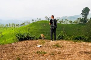 Haputale – mit unserem Hund durch die Teeberge